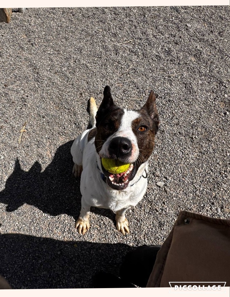 Odin, an adoptable Bull Terrier, Alaskan Malamute in Jerome, ID, 83338 | Photo Image 1
