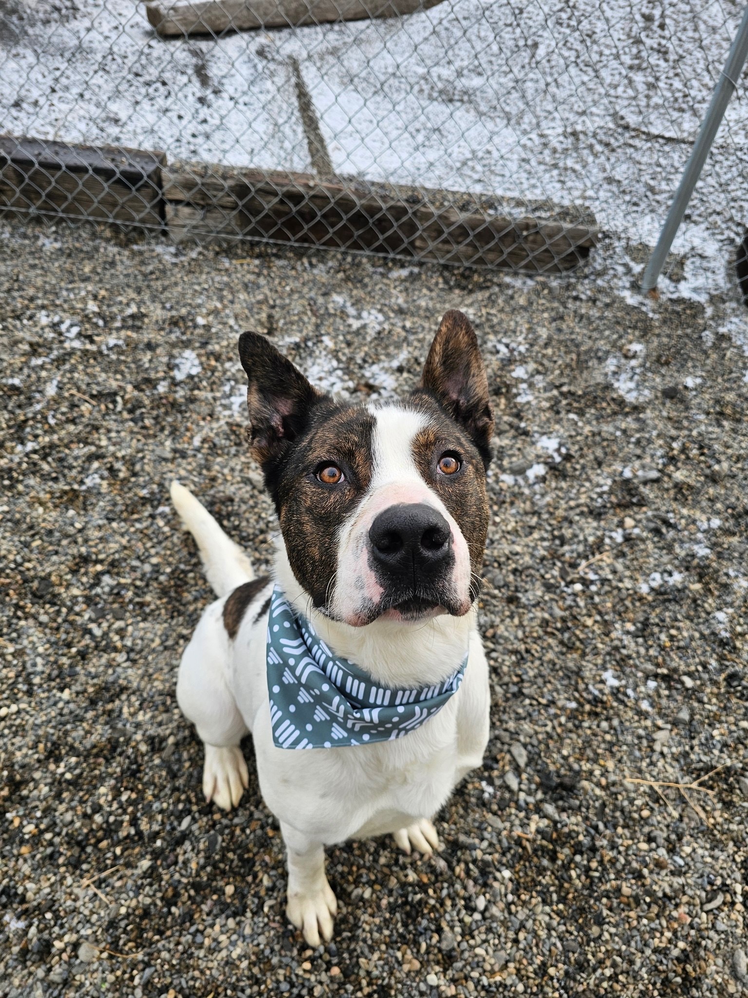 Odin, an adoptable Bull Terrier in Jerome, ID, 83338 | Photo Image 2