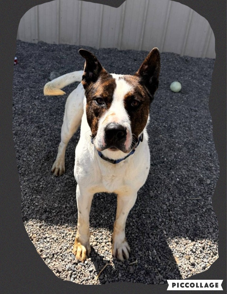 Odin, an adoptable American Staffordshire Terrier, Siberian Husky in Jerome, ID, 83338 | Photo Image 2