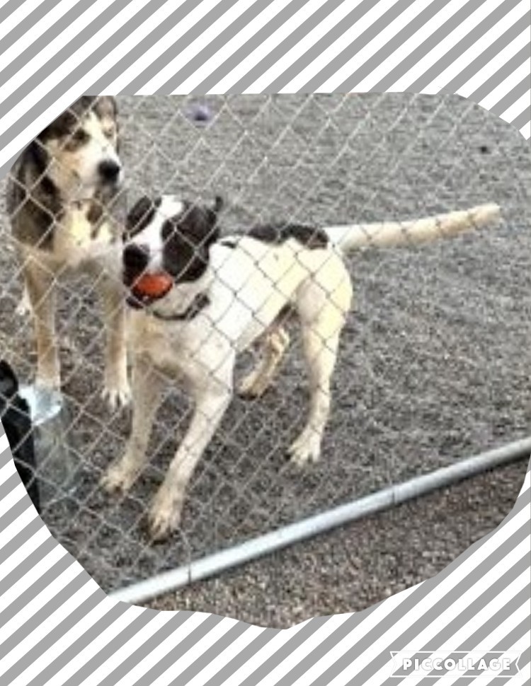 Odin, an adoptable Siberian Husky, Bull Terrier in Jerome, ID, 83338 | Photo Image 2