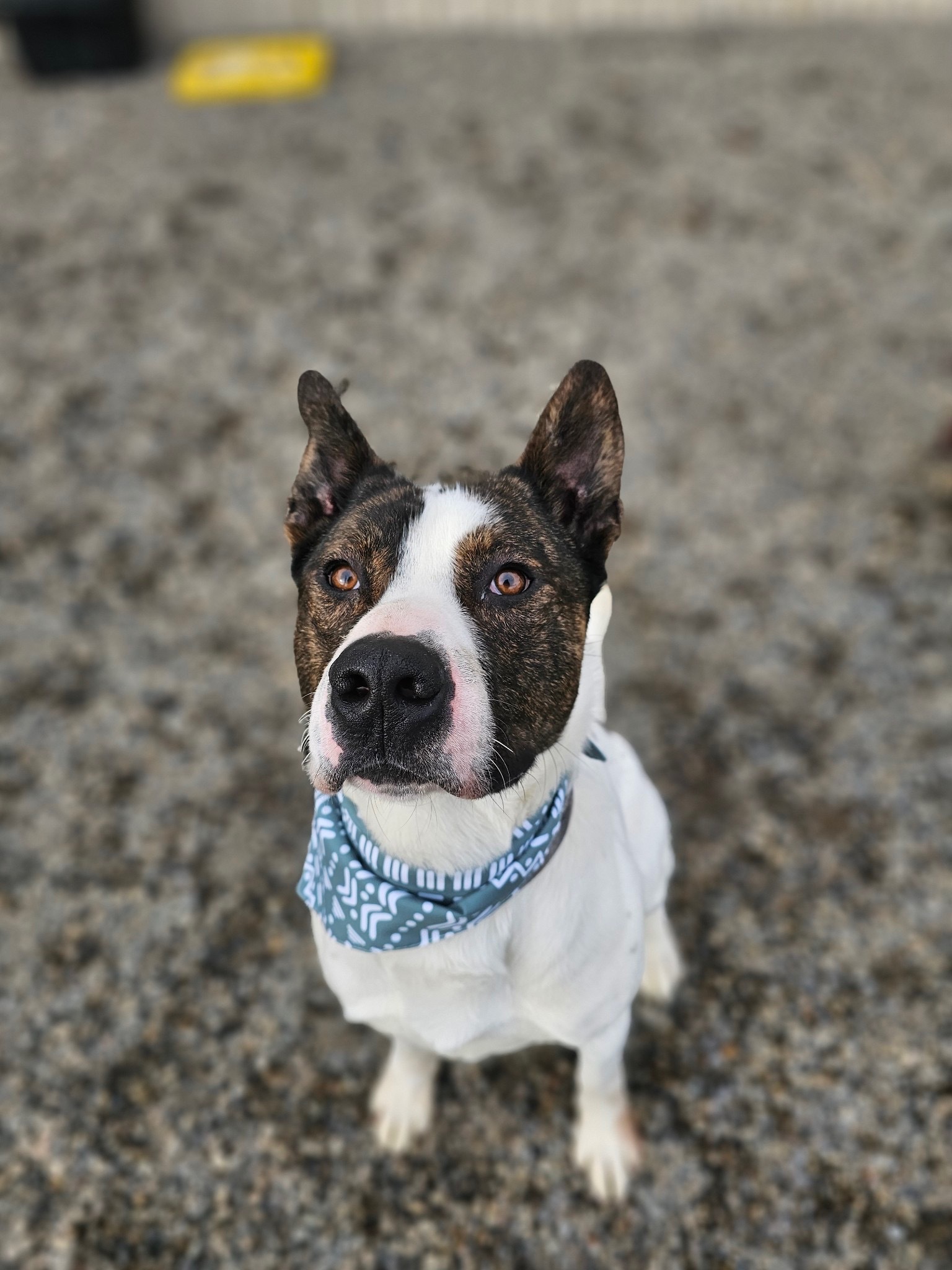 Odin, an adoptable Bull Terrier in Jerome, ID, 83338 | Photo Image 3
