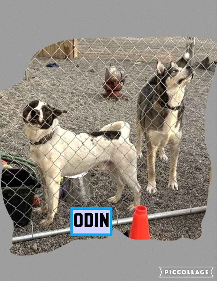 Odin