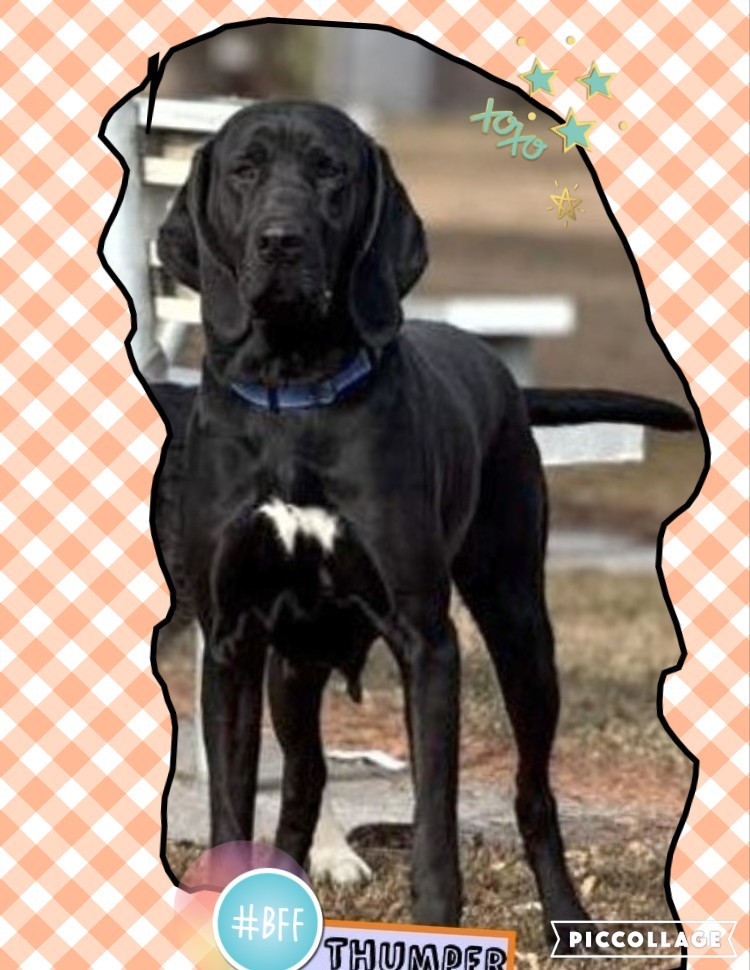 Thumper, an adoptable Labrador Retriever, Border Collie in Jerome, ID, 83338 | Photo Image 1