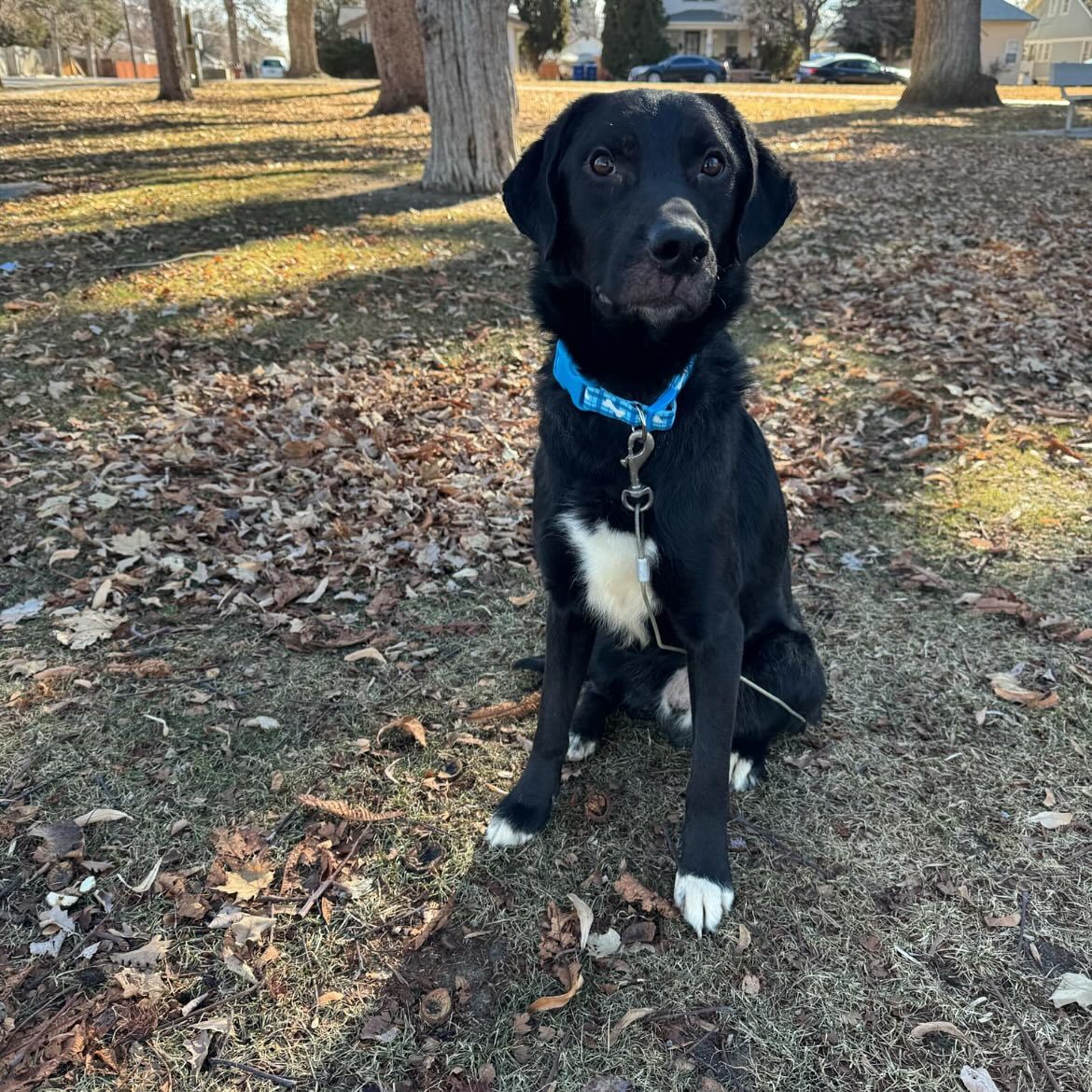 Thumper, an adoptable Labrador Retriever, Border Collie in Jerome, ID, 83338 | Photo Image 2
