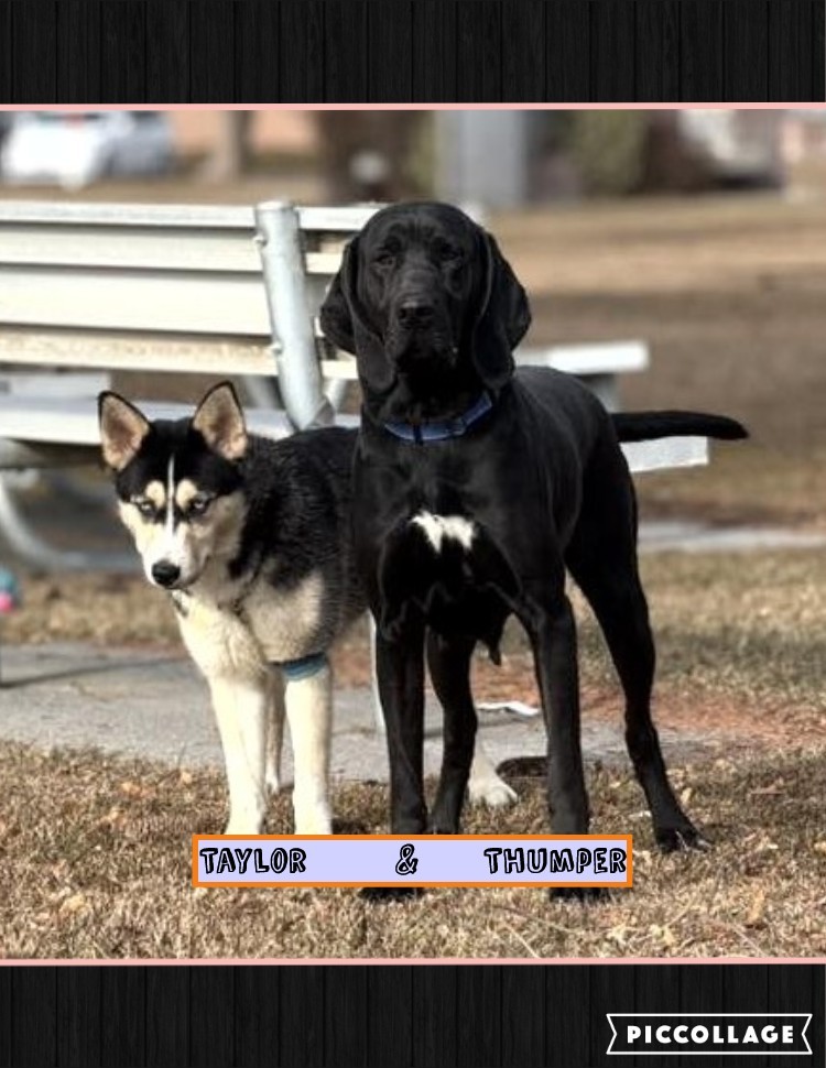Thumper, an adoptable Labrador Retriever, Border Collie in Jerome, ID, 83338 | Photo Image 3