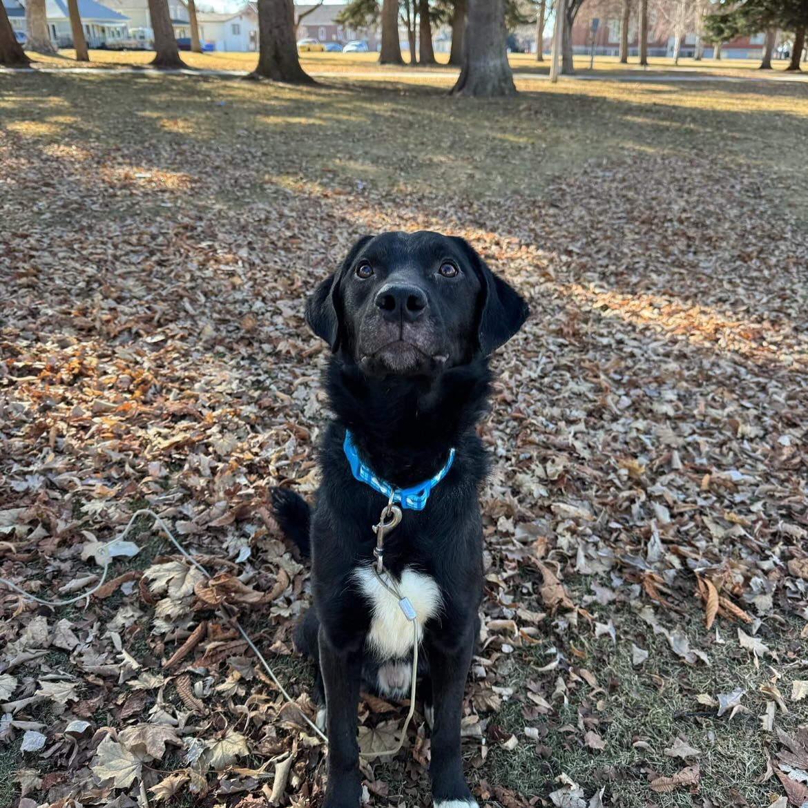 Thumper, an adoptable Labrador Retriever, Border Collie in Jerome, ID, 83338 | Photo Image 4