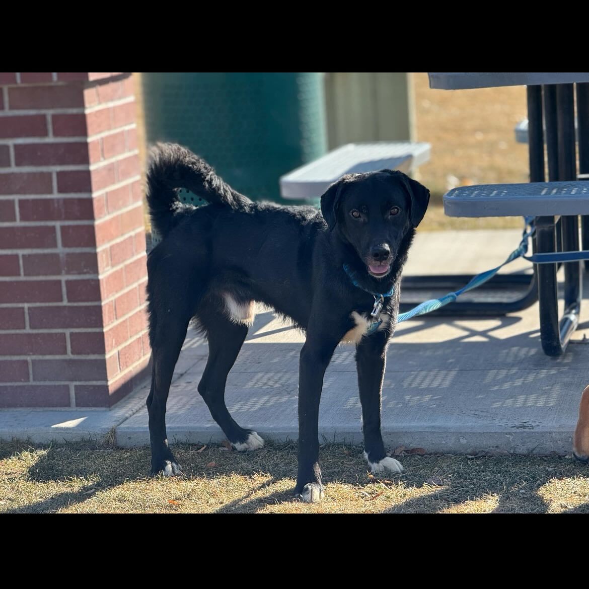 Thumper, an adoptable Labrador Retriever, Border Collie in Jerome, ID, 83338 | Photo Image 5