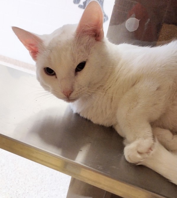 Skipper 43815, an adoptable Domestic Short Hair in Pocatello, ID, 83205 | Photo Image 1