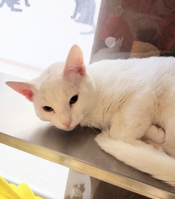 Skipper 43815, an adoptable Domestic Short Hair in Pocatello, ID, 83205 | Photo Image 2
