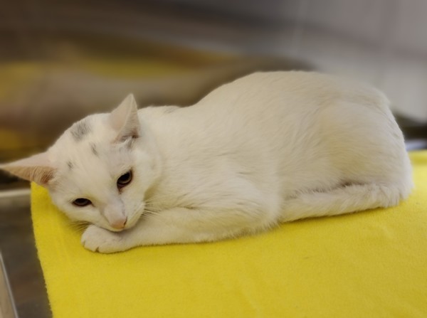 Eyebrows 43813, an adoptable Domestic Short Hair in Pocatello, ID, 83205 | Photo Image 1