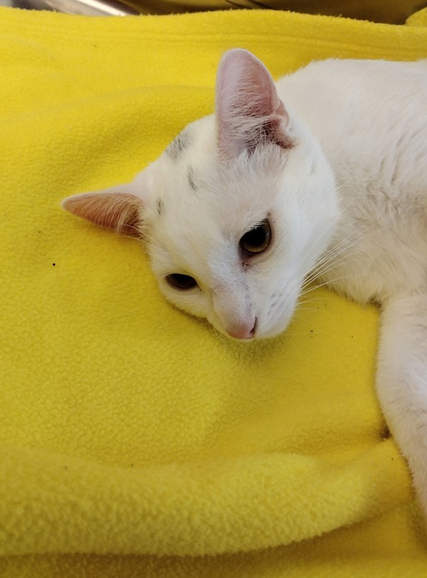 Eyebrows 43813, an adoptable Domestic Short Hair in Pocatello, ID, 83205 | Photo Image 3