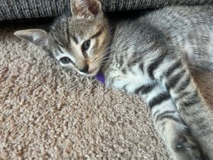 Duplicate (Cate), Baby Female Bengal