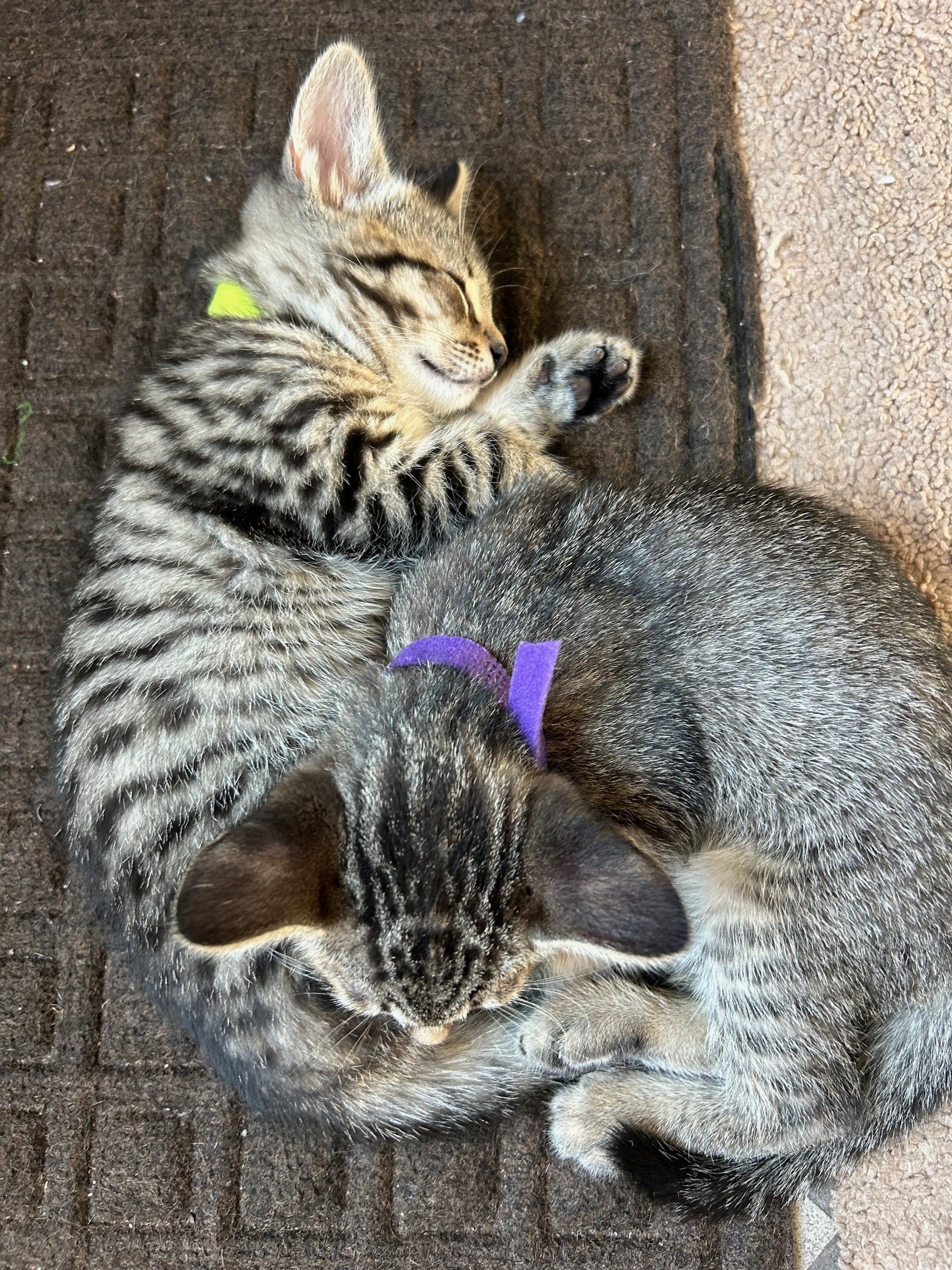 Duplicate (Cate)