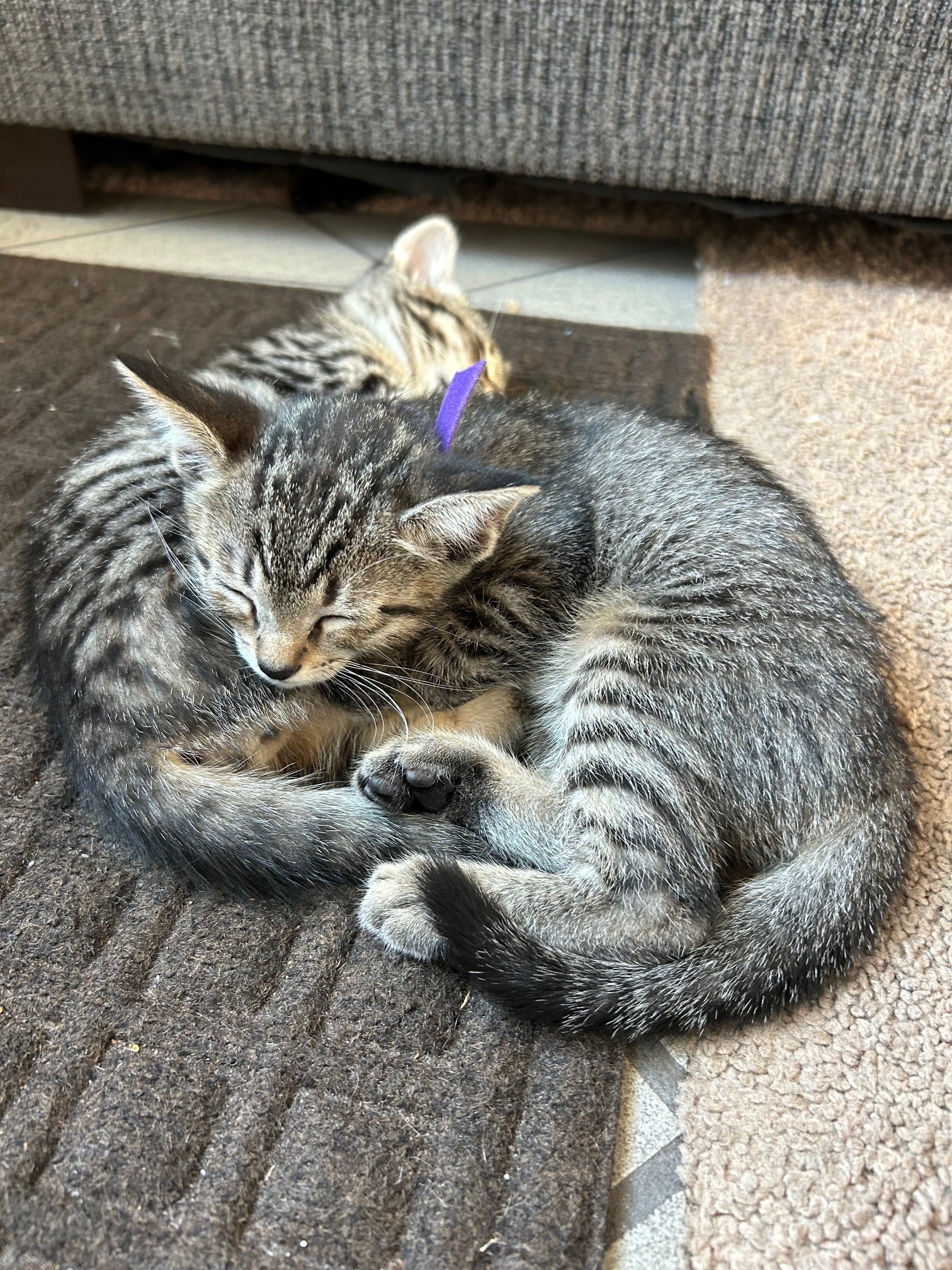 Duplicate (Cate)