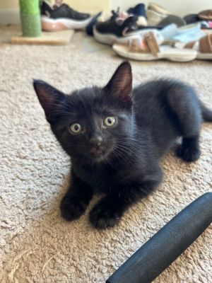 Rexsplode (Rex), Baby Male Bombay