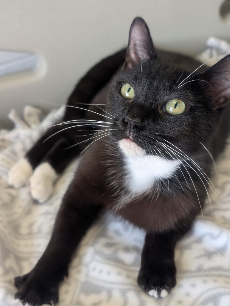 Patrick - PENDING ADOPTION