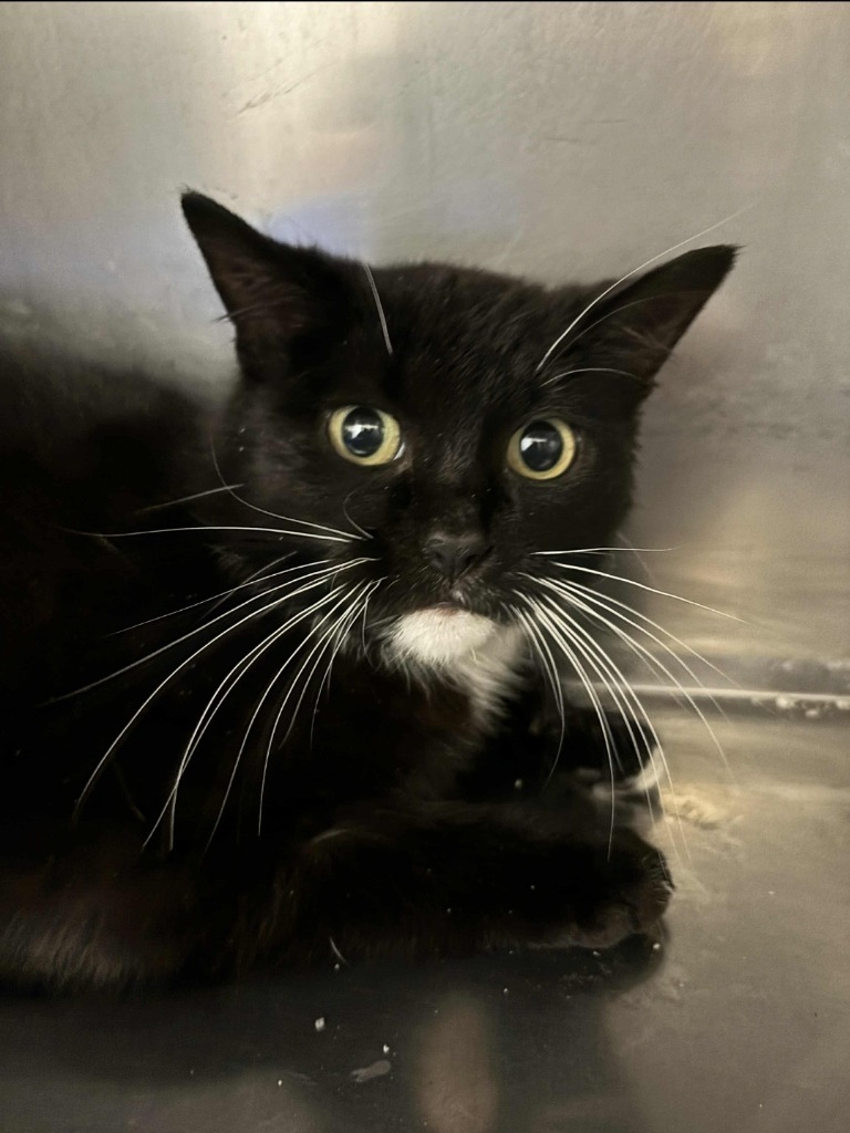 Patrick - PENDING ADOPTION