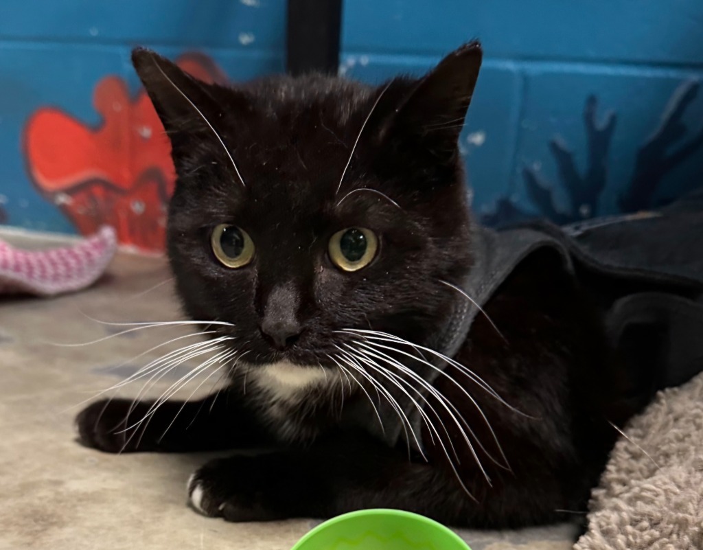 Patrick - PENDING ADOPTION