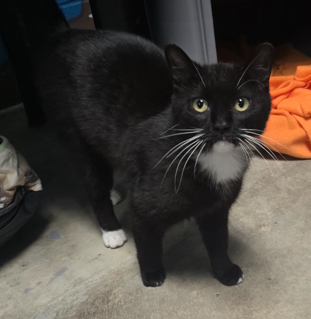 Patrick - PENDING ADOPTION