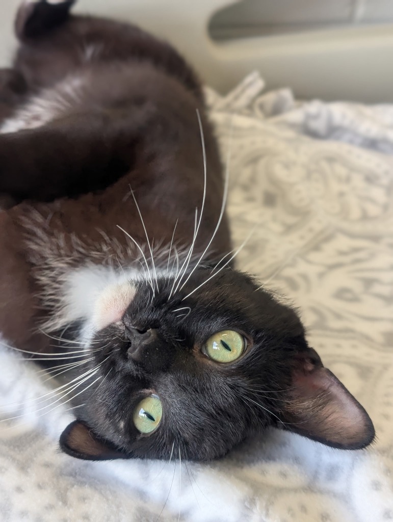 Patrick - PENDING ADOPTION