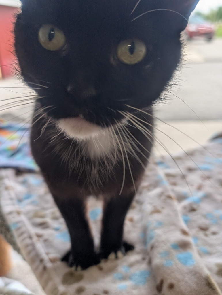 Patrick - PENDING ADOPTION