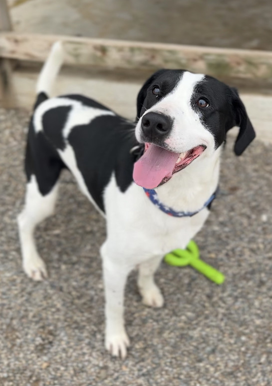 GUS - $0 Adoption Fee!