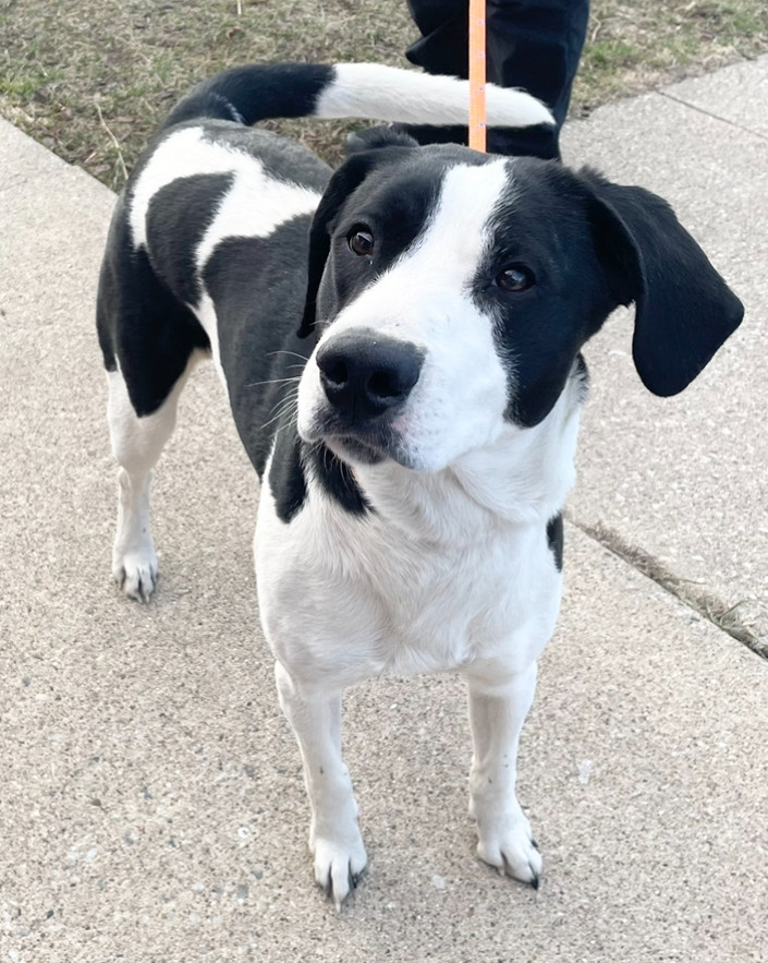 GUS - $0 Adoption Fee!