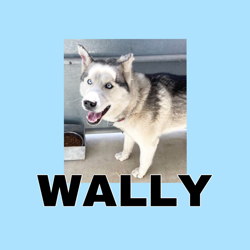 WALLY - $0 Adoption Fee!
