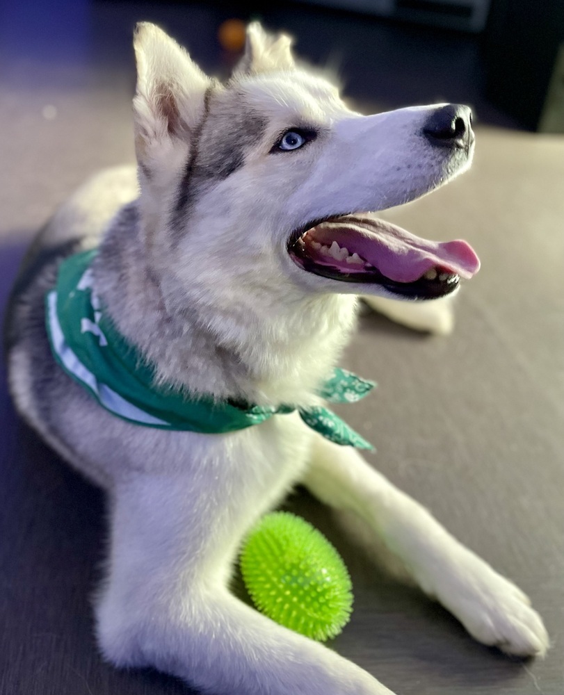 WALLY - $0 Adoption Fee!