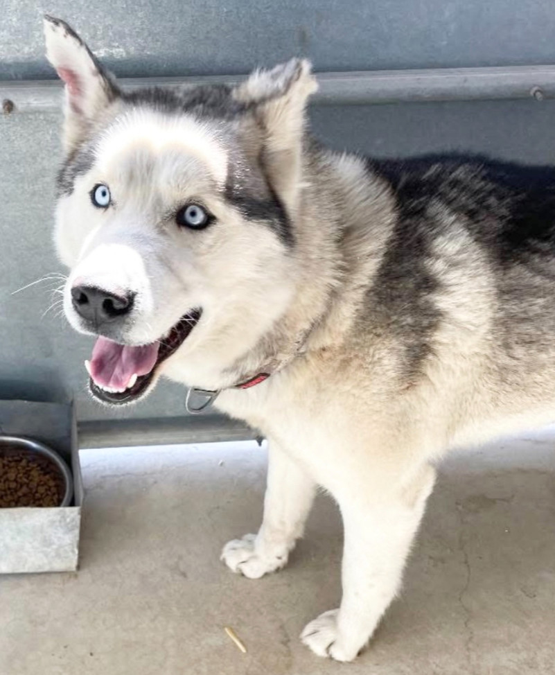 WALLY - $0 Adoption Fee!