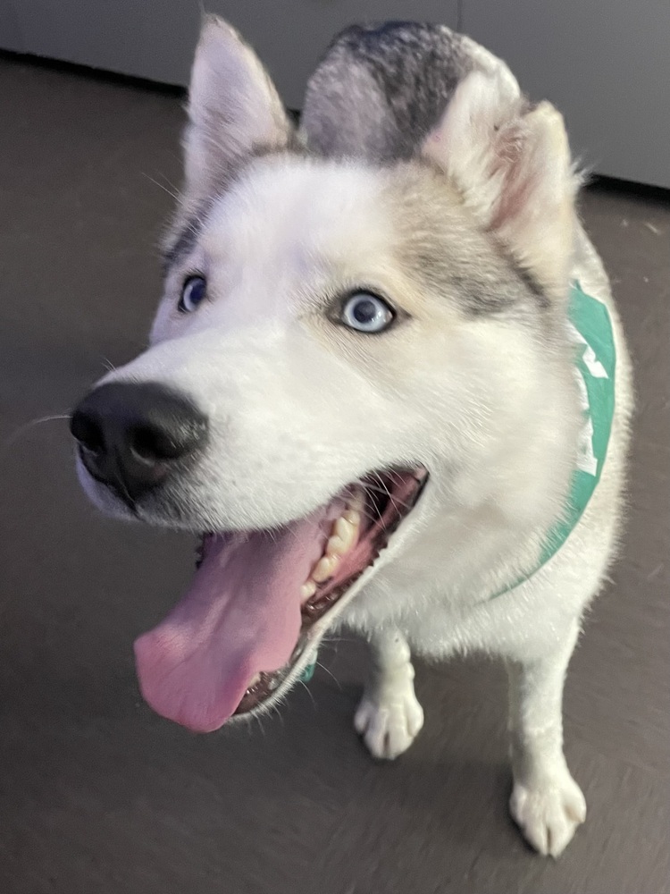 WALLY - $0 Adoption Fee!