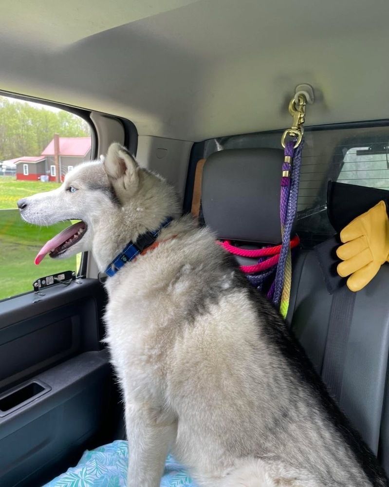 WALLY - $0 Adoption Fee!