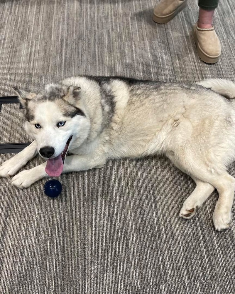 WALLY - $0 Adoption Fee!