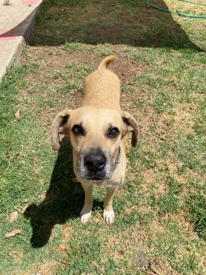 Meet Ruso Name Ruso Age 11 years Gender Male Weight 28 lbs Size Medium Breed Mixed Primary 