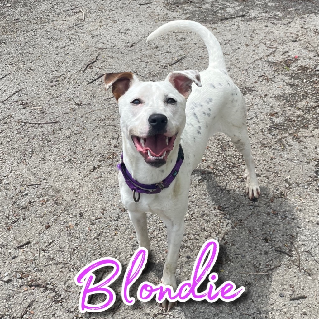 Blondie