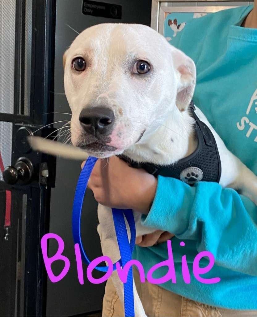 Blondie