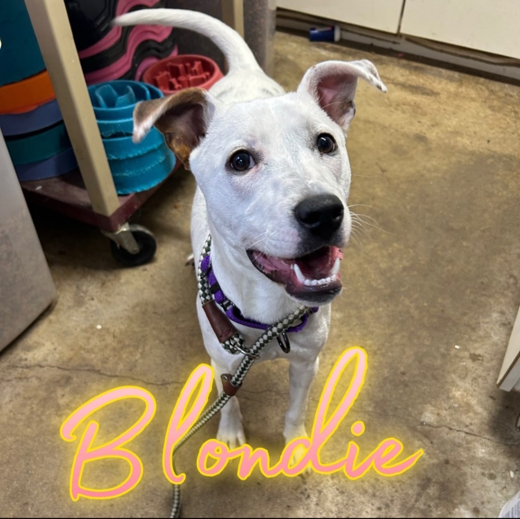 Blondie
