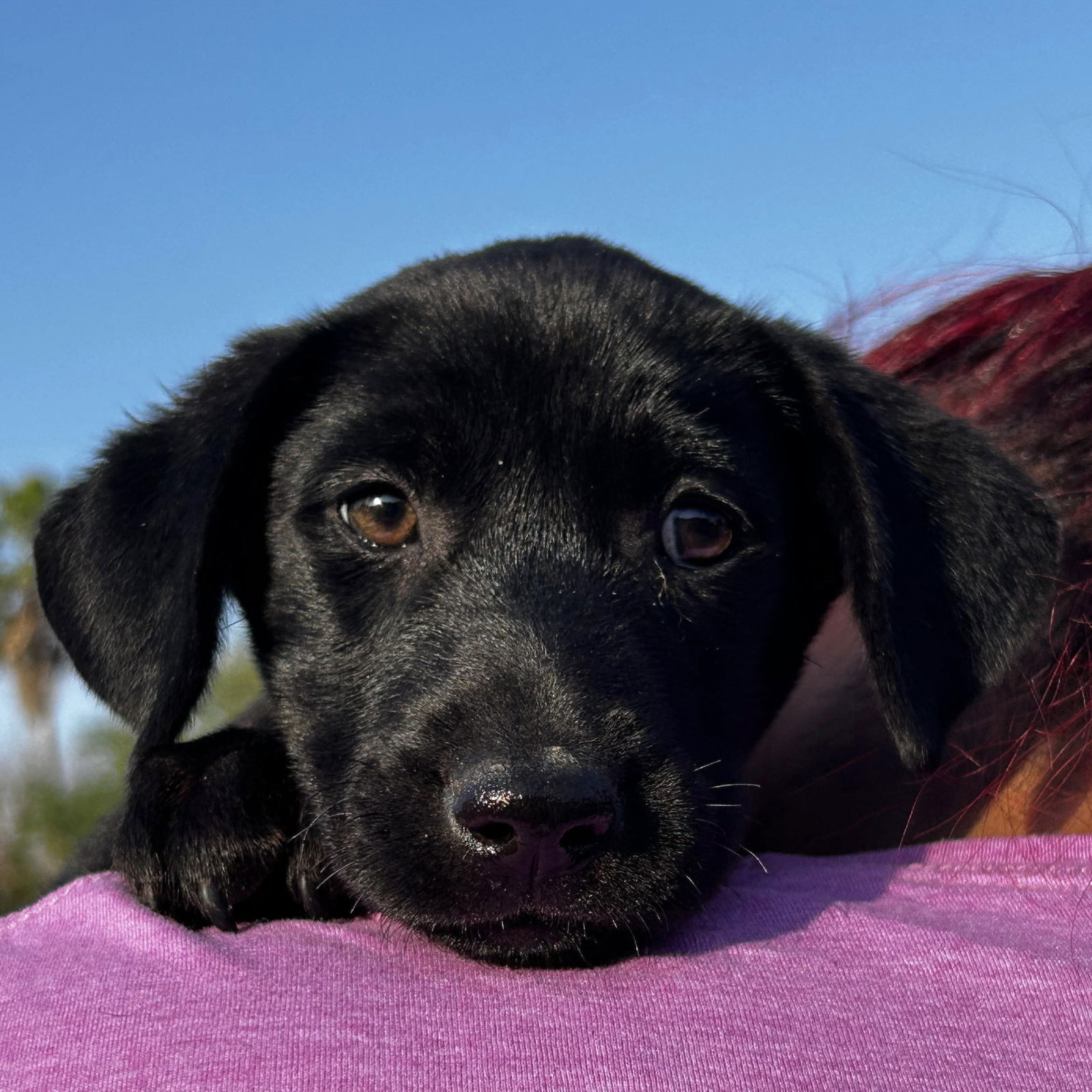 Indigo AKA Indy