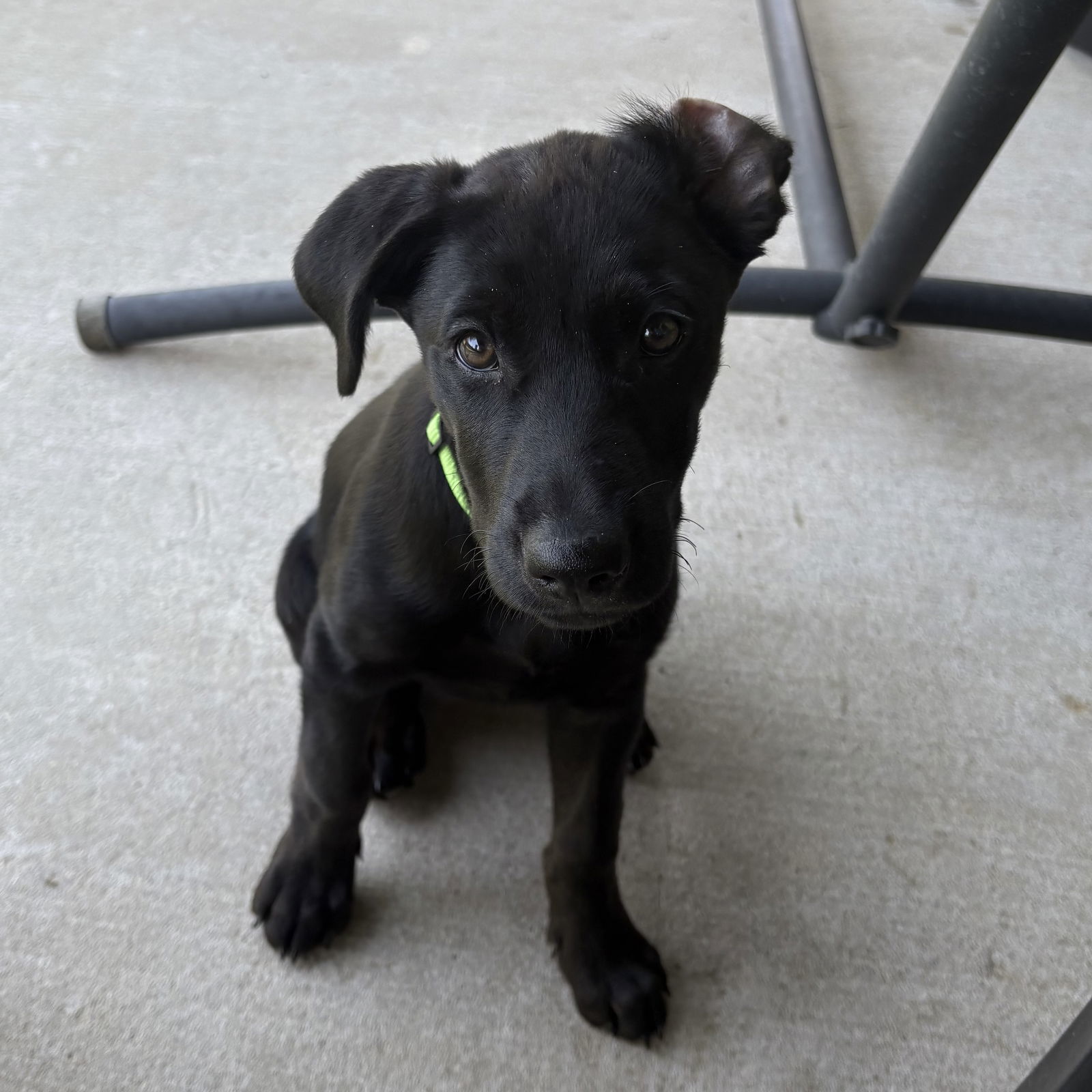 Indigo AKA Indy