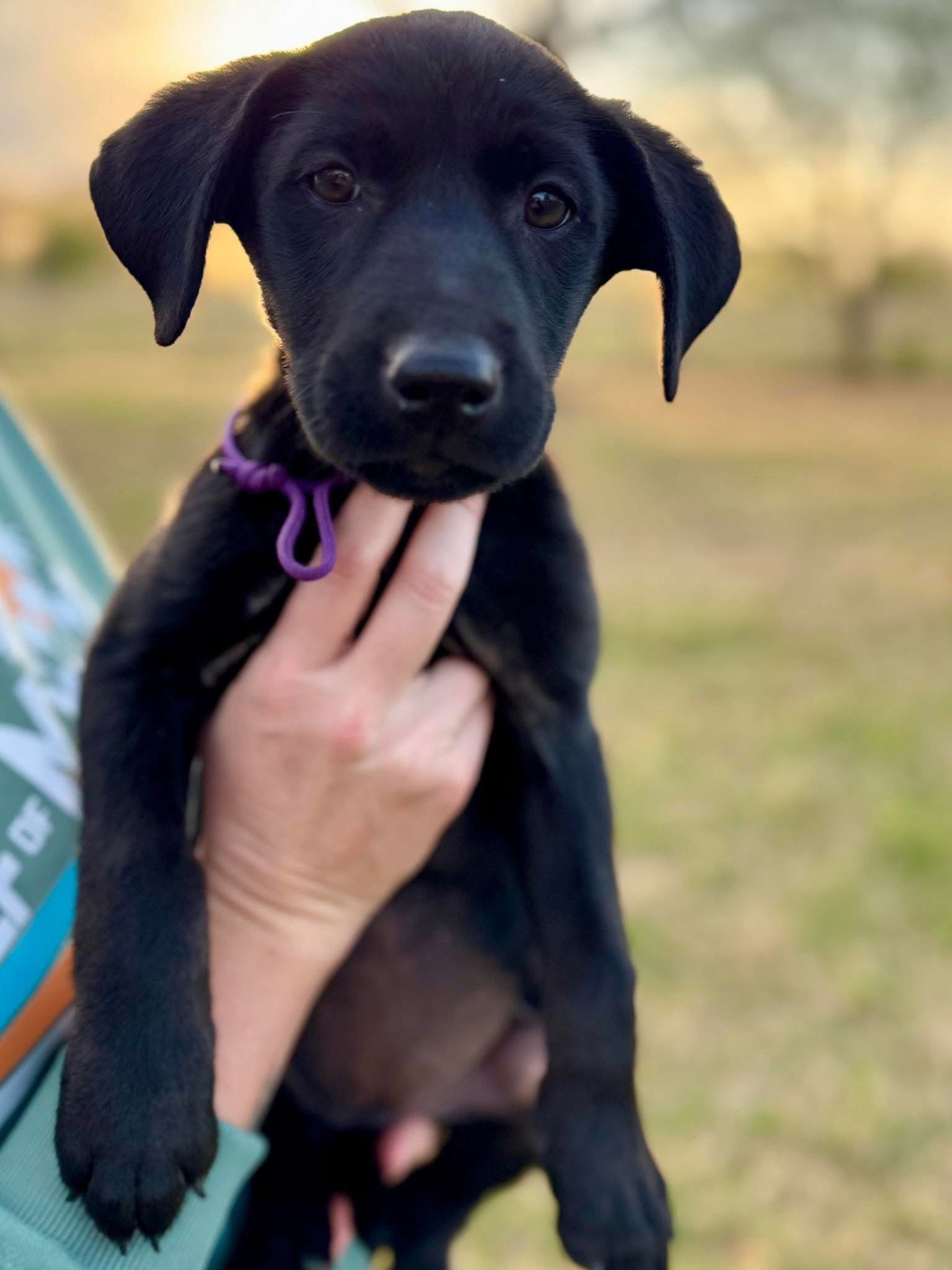 Indigo AKA Indy
