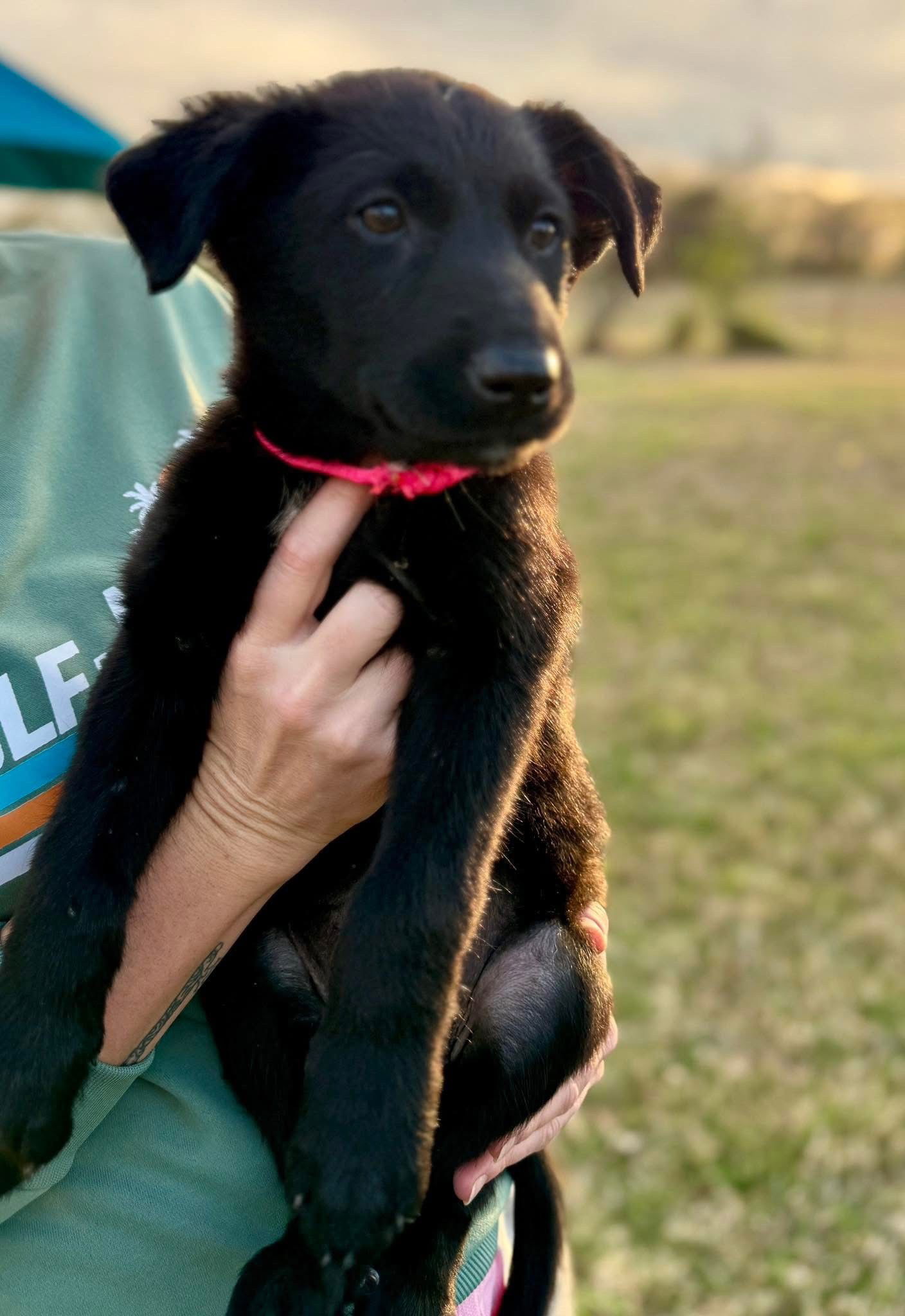 Rosie
