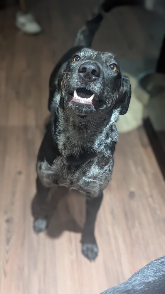 Zest, an adoptable Catahoula Leopard Dog in Waunakee, WI, 53597 | Photo Image 1