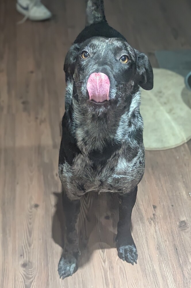 Zest, an adoptable Catahoula Leopard Dog in Waunakee, WI, 53597 | Photo Image 2