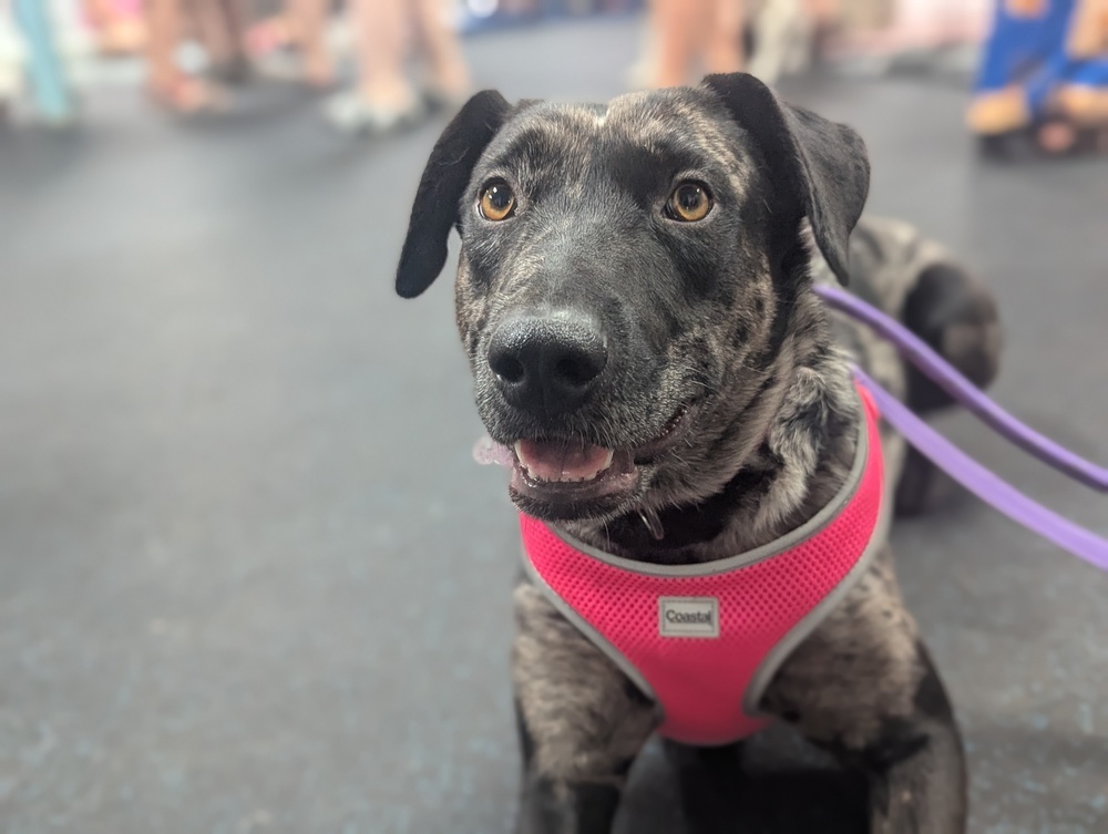 Zest, an adoptable Catahoula Leopard Dog in Waunakee, WI, 53597 | Photo Image 3