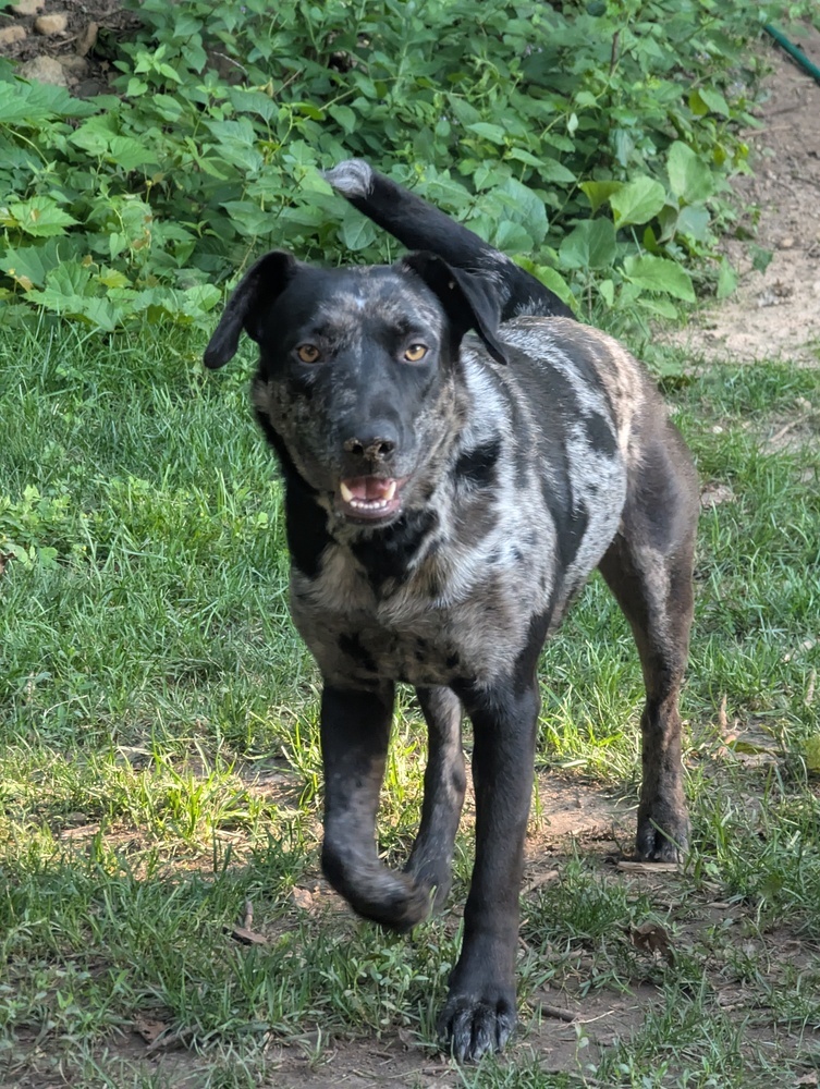 Zest, an adoptable Catahoula Leopard Dog in Waunakee, WI, 53597 | Photo Image 4