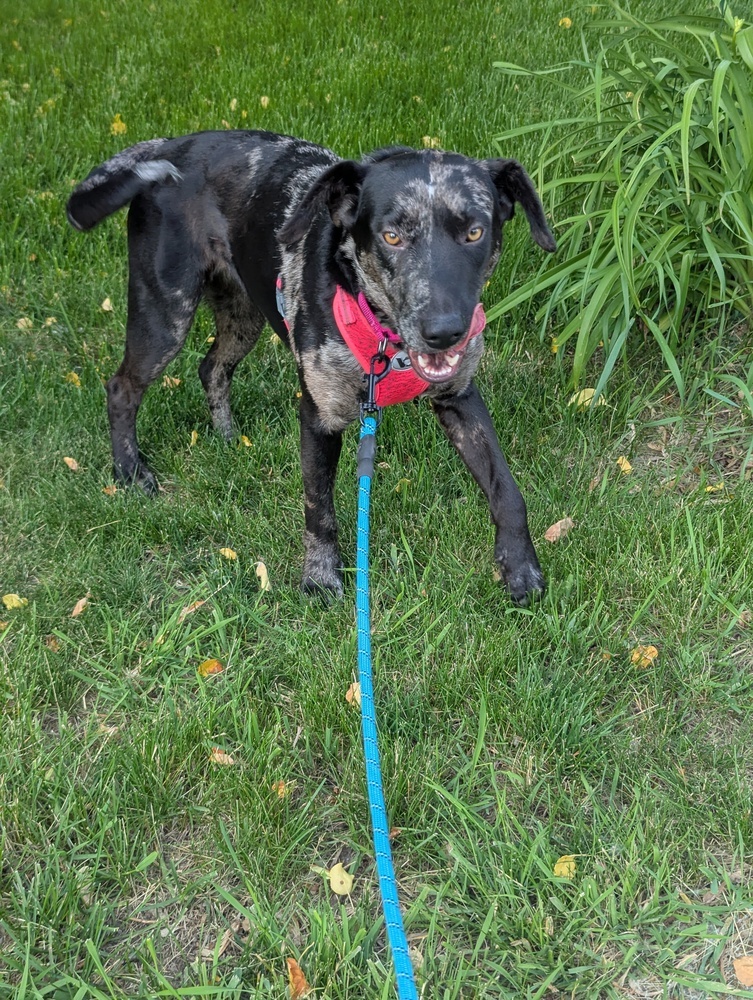 Zest, an adoptable Catahoula Leopard Dog in Waunakee, WI, 53597 | Photo Image 5