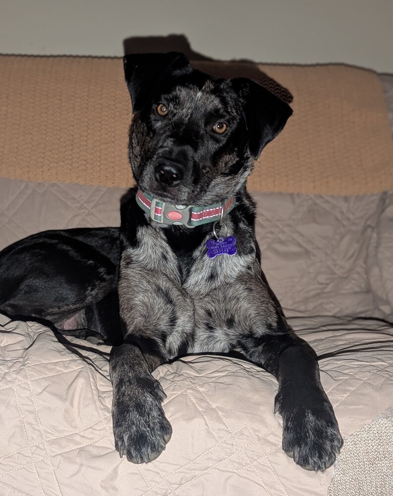 Zest, an adoptable Catahoula Leopard Dog in Waunakee, WI, 53597 | Photo Image 6