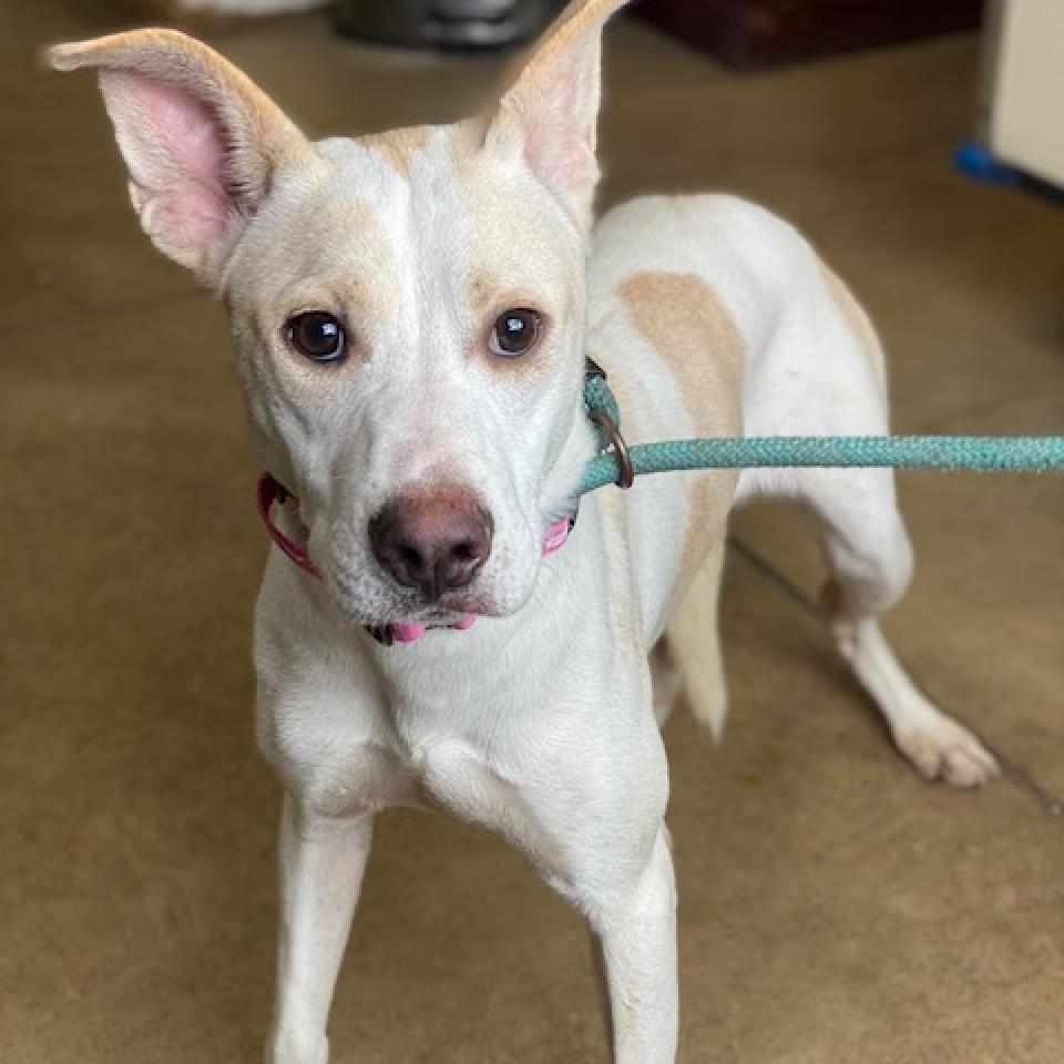 Lola, an adoptable Carolina Dog in Wadena, MN, 56482 | Photo Image 2