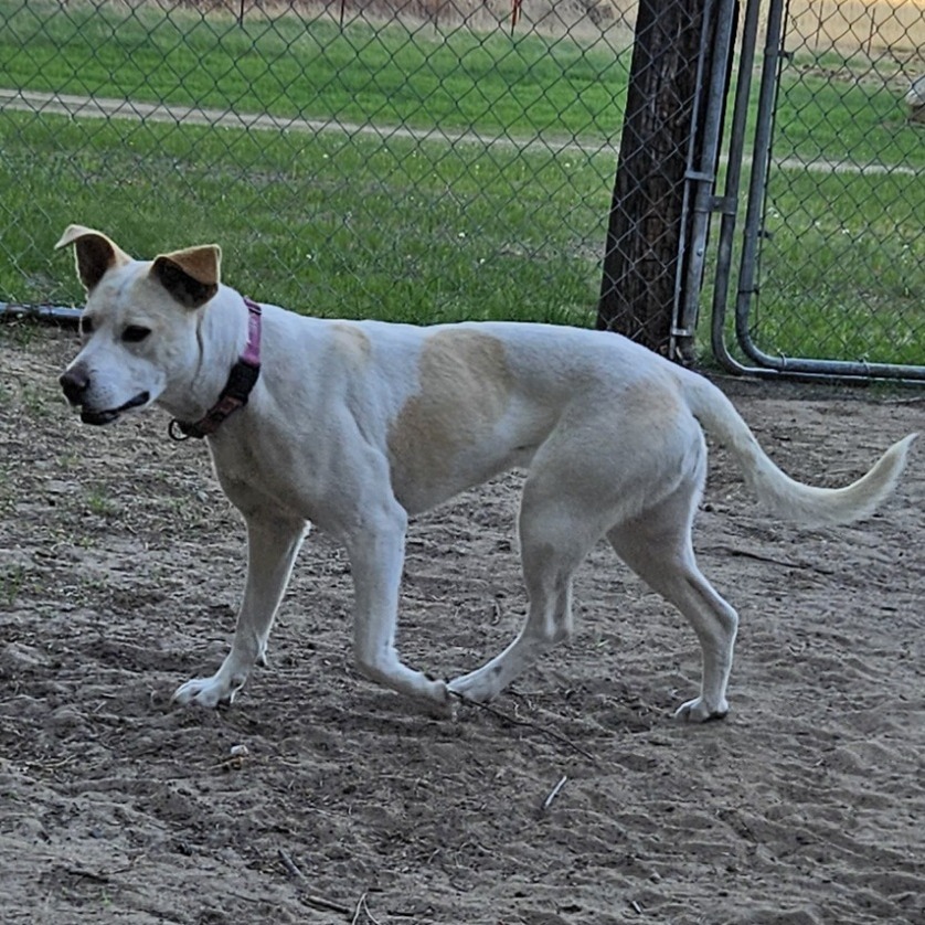 Lola