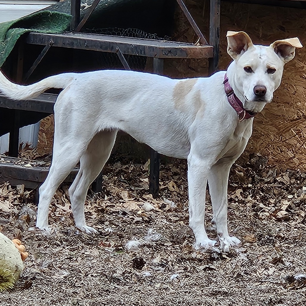 Lola, an adoptable Carolina Dog in Wadena, MN, 56482 | Photo Image 4